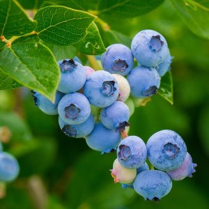 Čučoriedka kanadská (Vaccinium corymbosum) ´BLUECROP´- stredne skorá 125/150 cm; kont. C80L